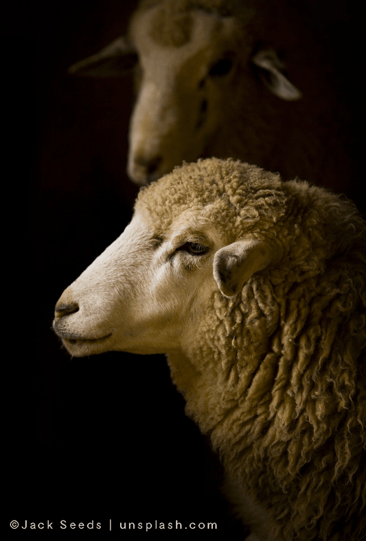 In a far-away land sheep and penguins live together in harmony – the Falkland Islands - midsummer-milano