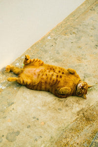 Relaxed orange tabby cat lying on its back on a concrete surface outdoors