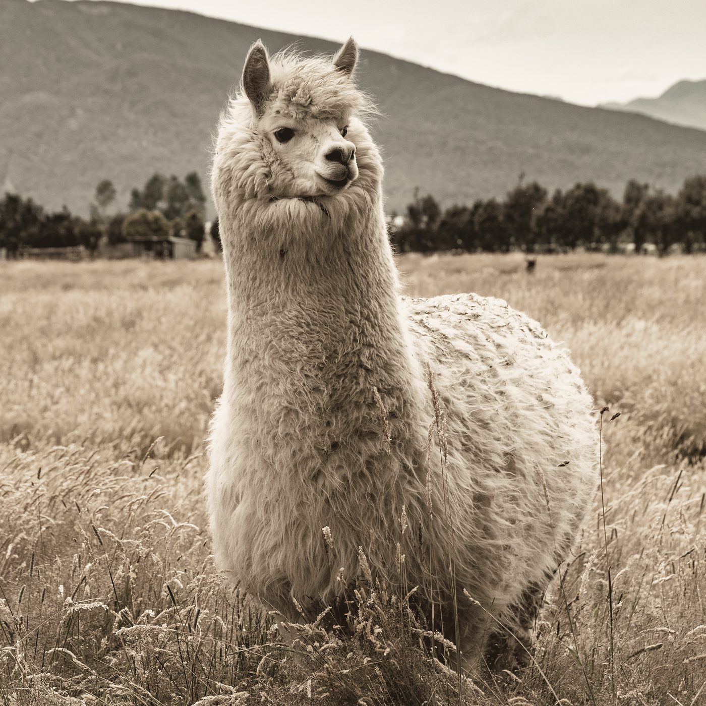 An alpaca in its long fleece, standing in a field of dry grass.