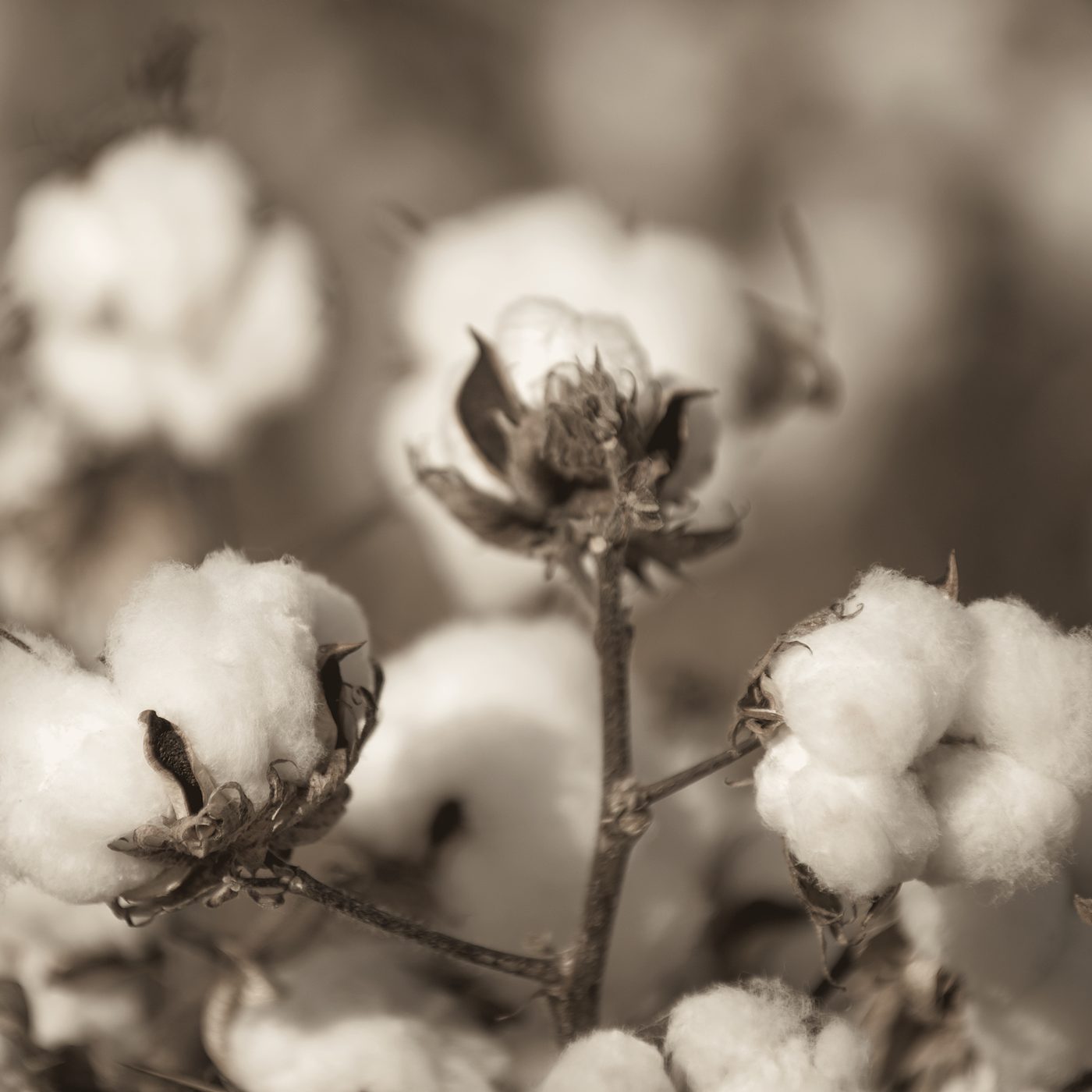 Cotton bolls opening on the plant.
