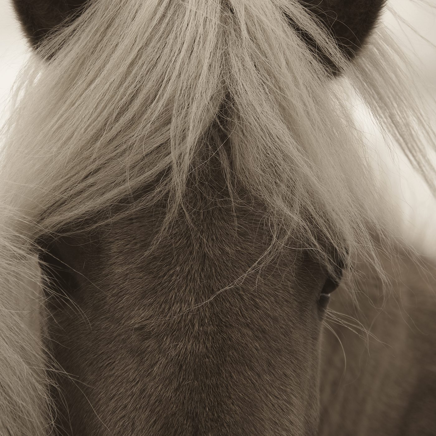 The long, pale mane of a horse, close up.