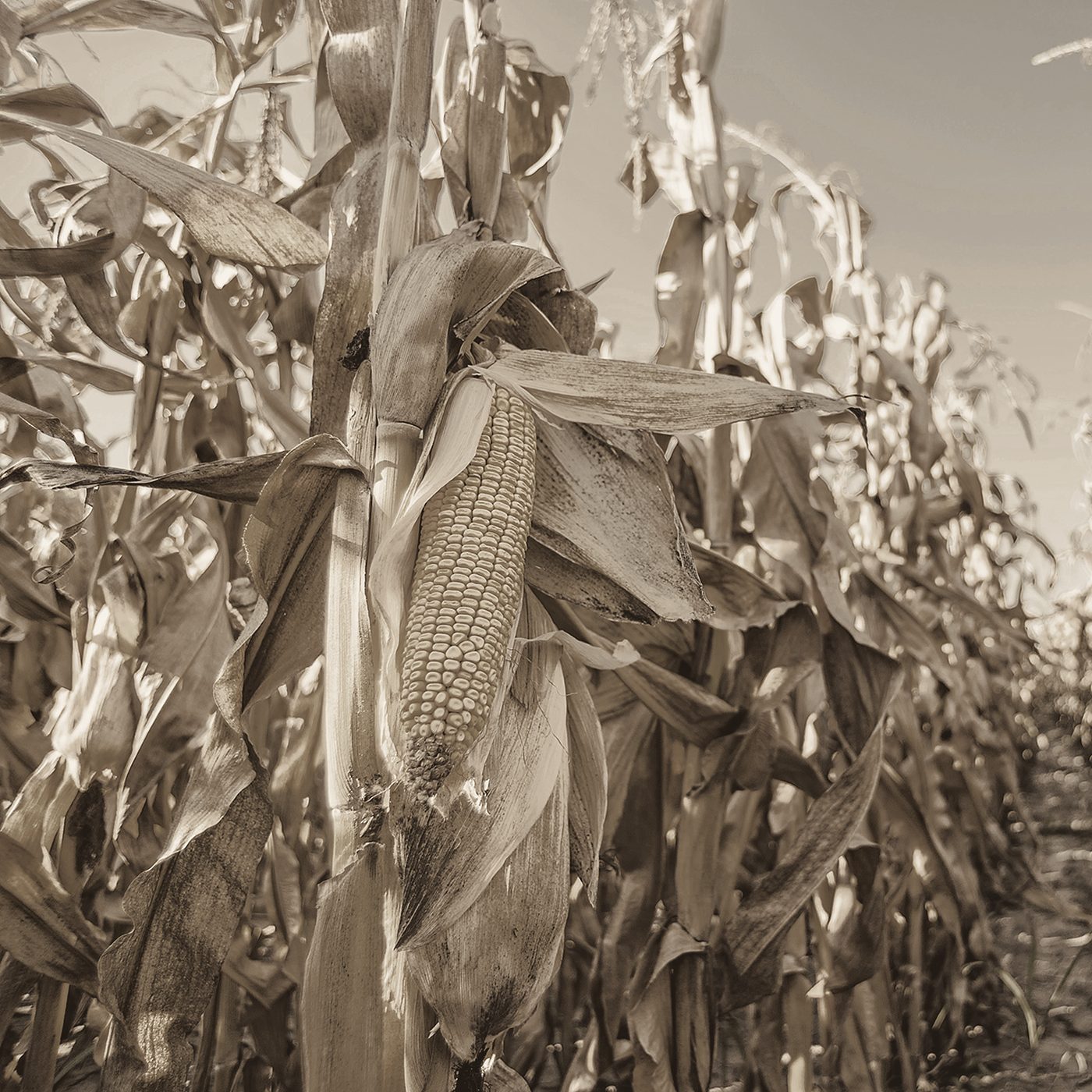 An ear of maize, ripe in the field.