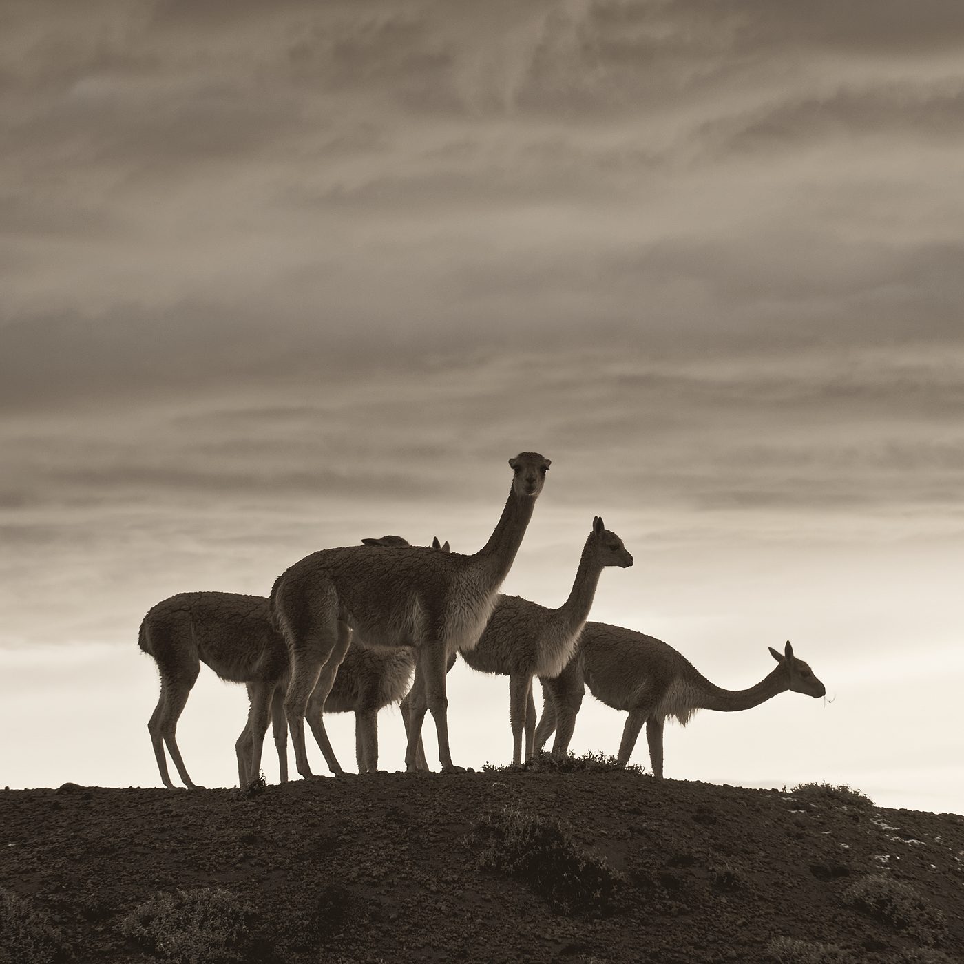 Four vicuñas on a ridge at dusk.