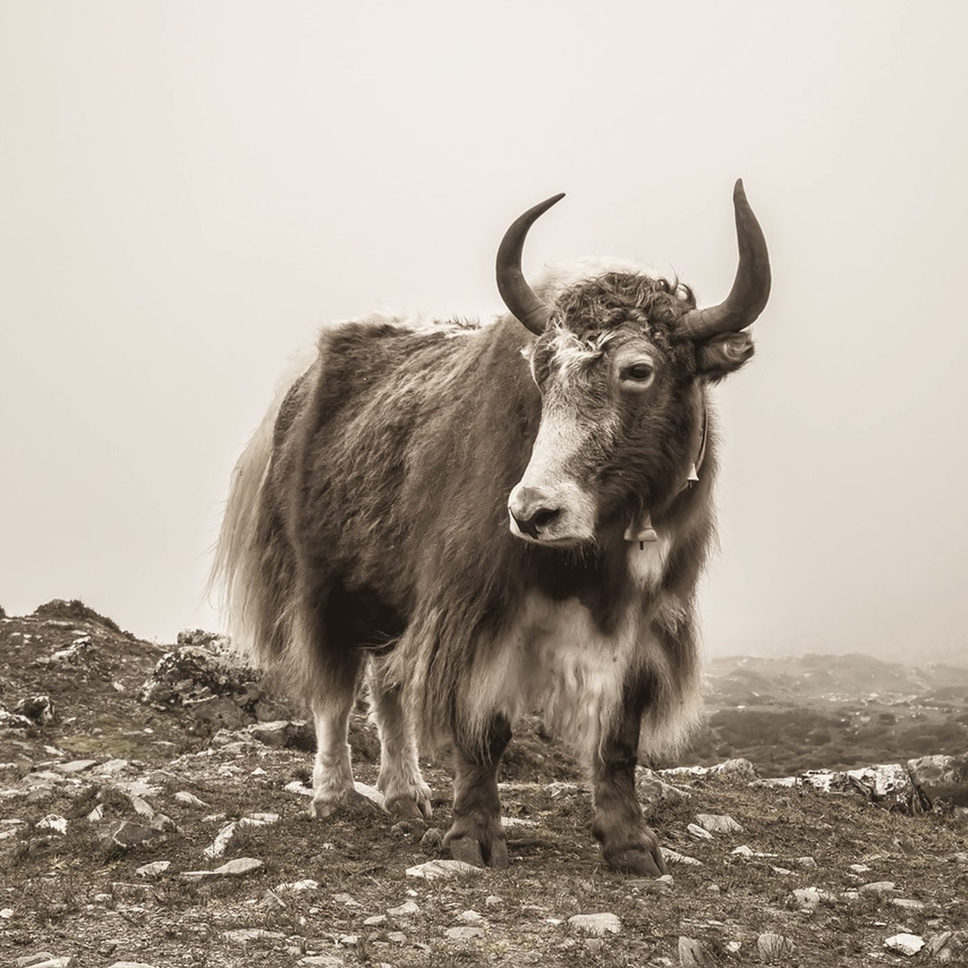A yak on a misty mountainside.