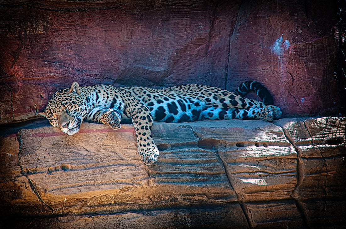 sleeping leopard