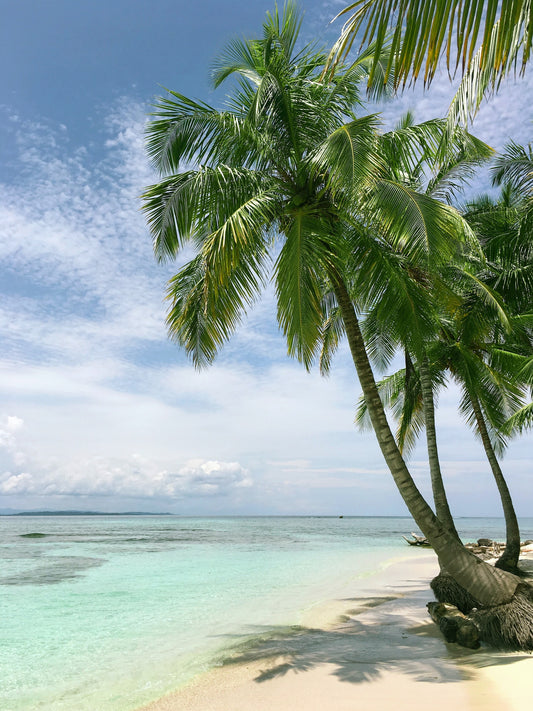 Palm on the seashore