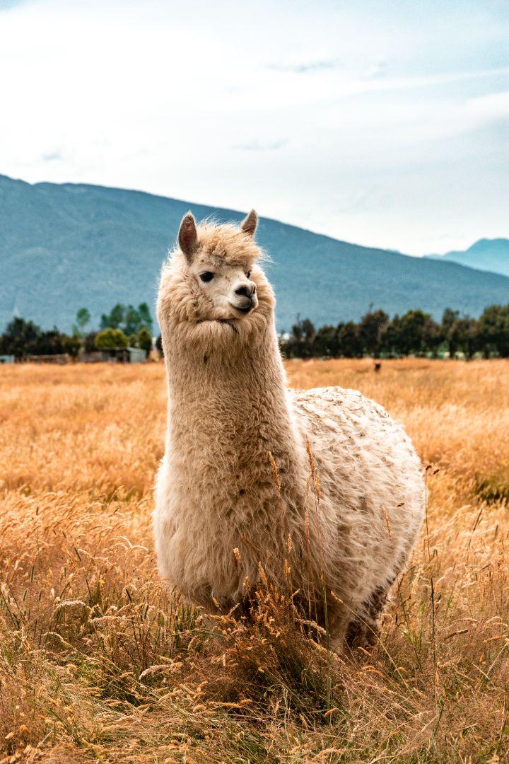 Fluffy alpaca standing in a golden field with mountains in the background