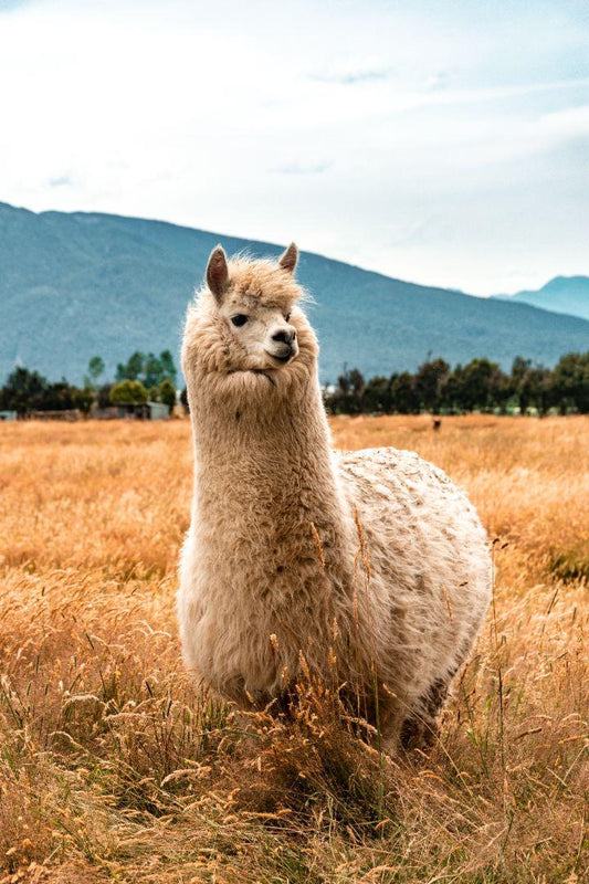 Fluffy alpaca standing in a golden field with mountains in the background
