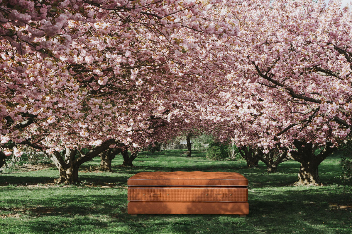 Luxury mattress with brown upholstery under blooming cherry blossom trees in a spring garden