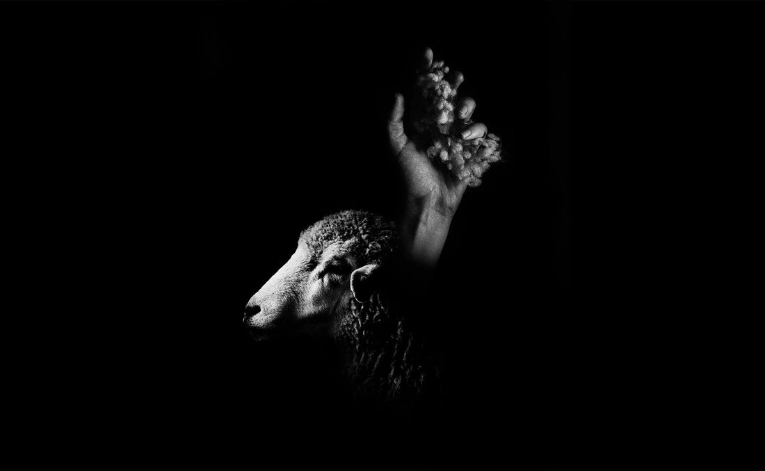 Black and white image of a sheep head and a hand holding wool against black background