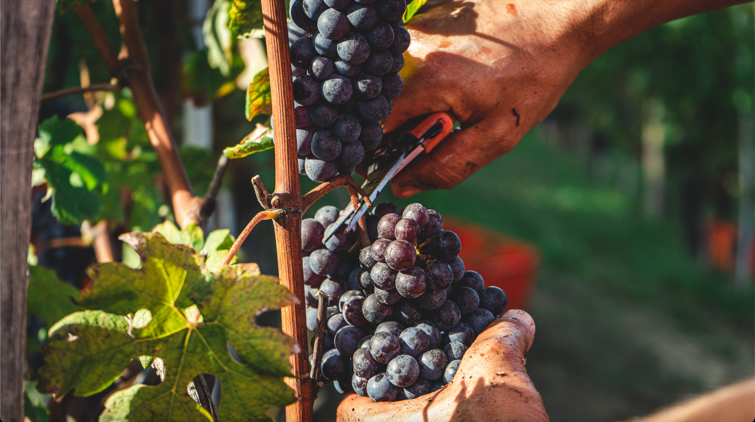 Italian Journey - Langhe