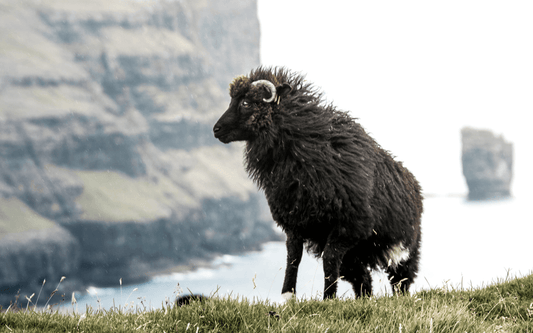 Black sheep with curled horn standing on grassy hill, rocky coastline in background