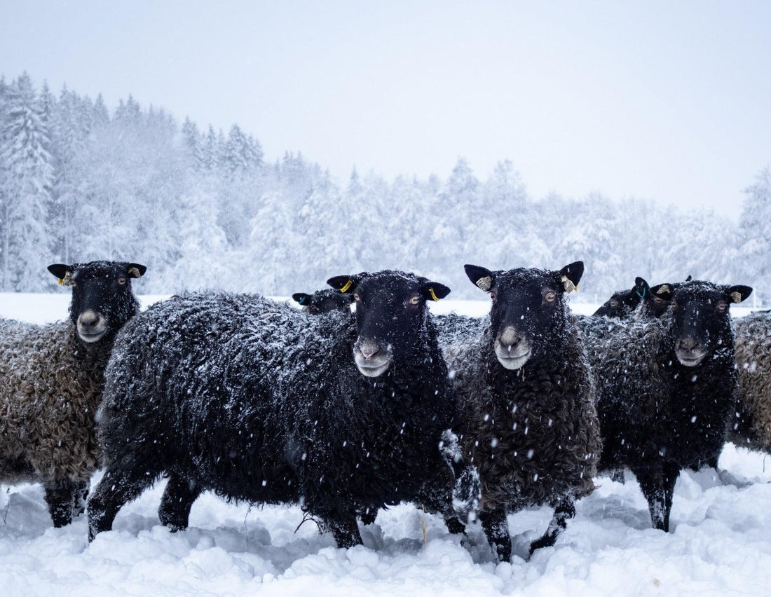 Black sheep with thick wool standing in snowy field with snow-covered trees in background