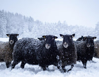 Black sheep with thick wool standing in snowy field with snow-covered trees in background