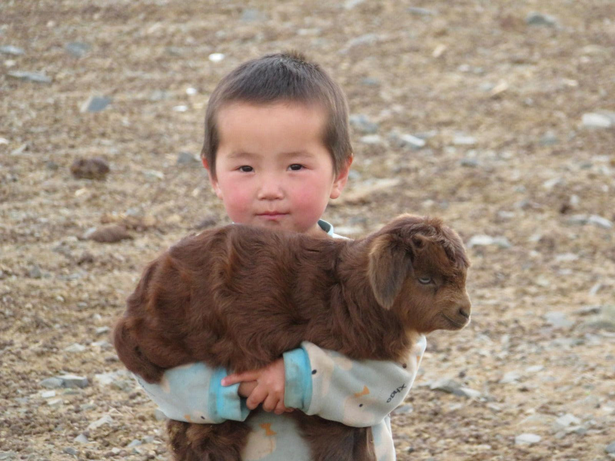 Young child in a blue sweater holding a brown baby goat outdoors on rocky ground