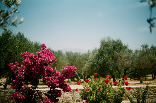 The poetry of rest: a summer letter by midsummer-milano