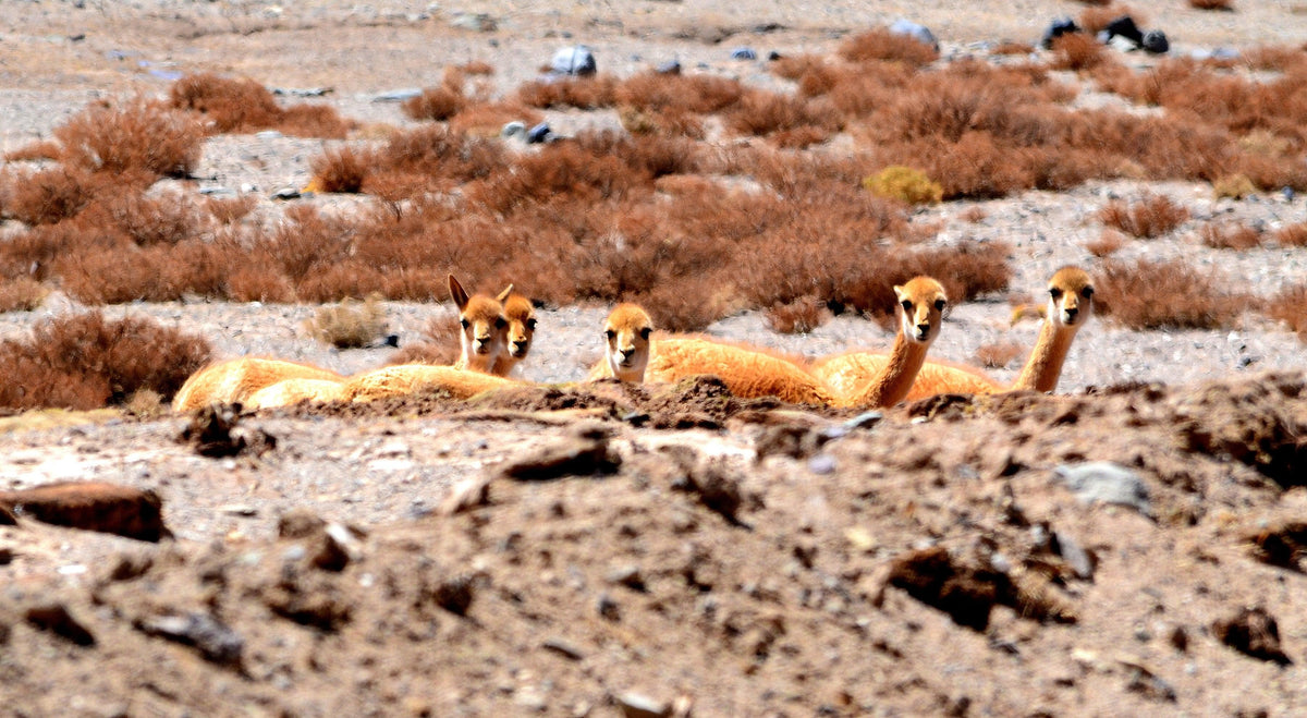 Four vicuñas lying on rocky desert terrain with dry brush in the background