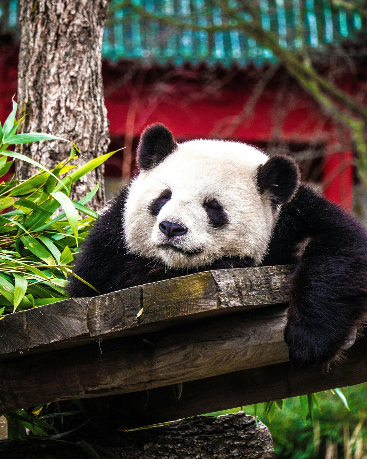 From Deep Slumber to Power Naps: Understanding Animal Sleep Patterns - midsummer-milano