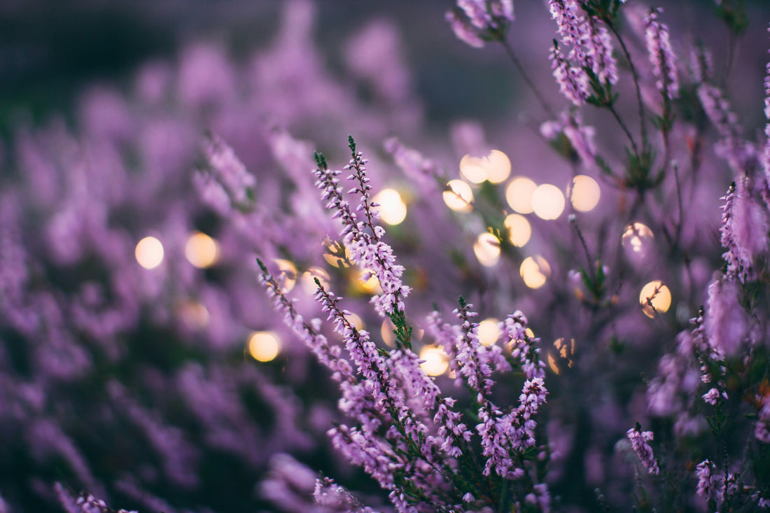 Close-up of blooming lavender flowers in soft focus with warm bokeh lights in background