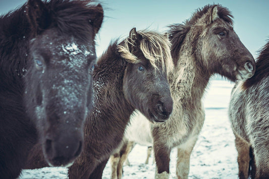Close-up of Icelandic horses with thick winter coats standing in snowy landscape