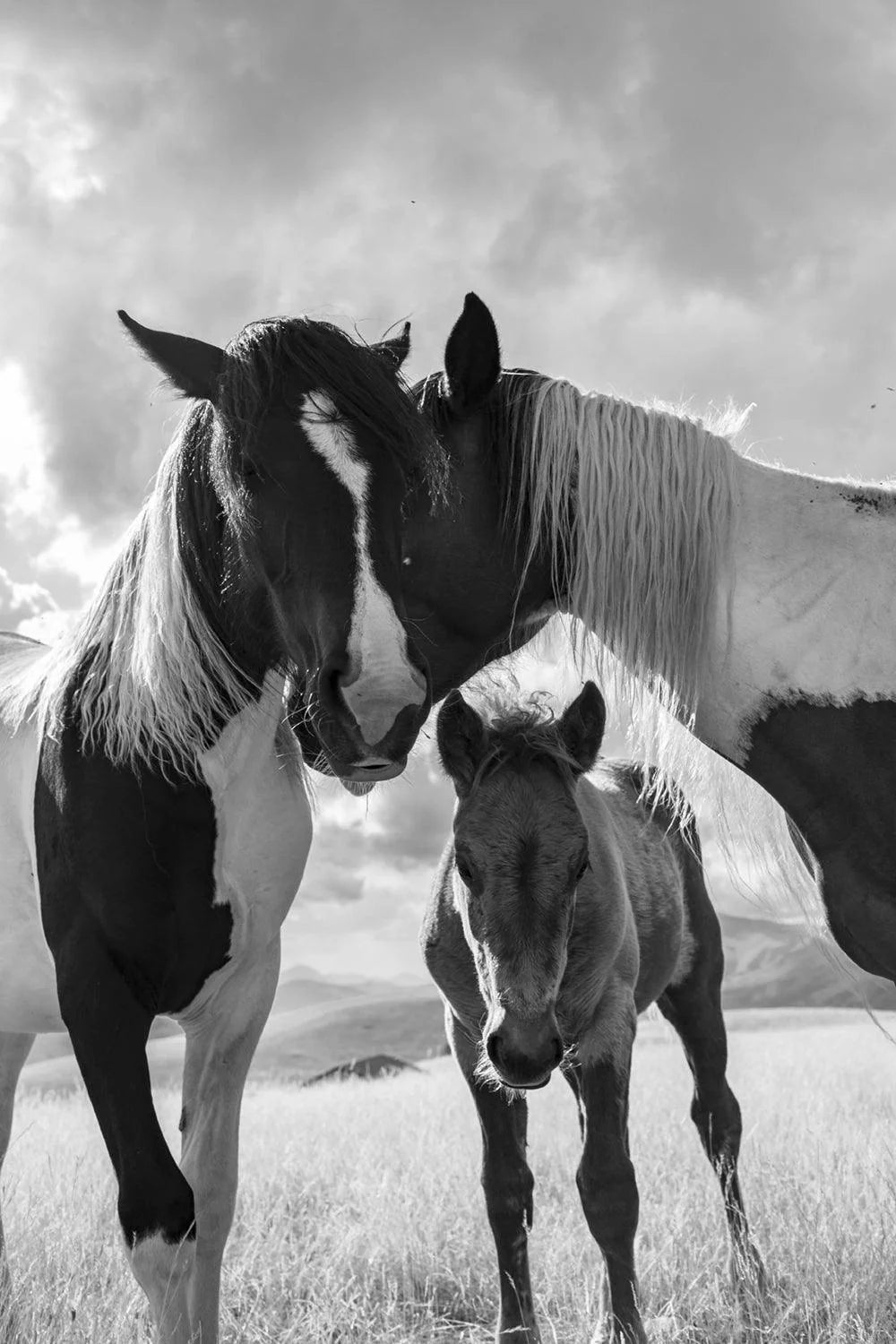 Black and white photo of two adult horses and a foal in a field under a cloudy sky