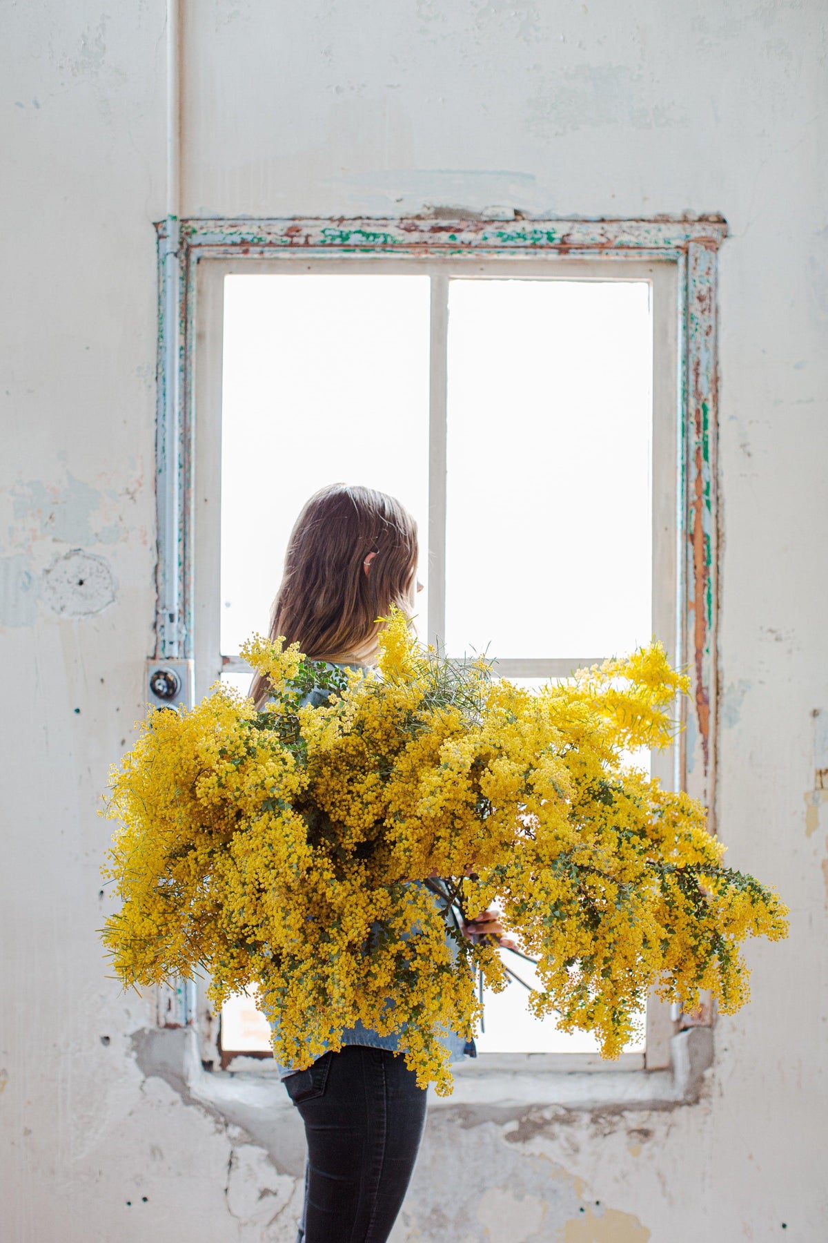 Person holding large bouquet of yellow mimosa flowers by rustic window indoors