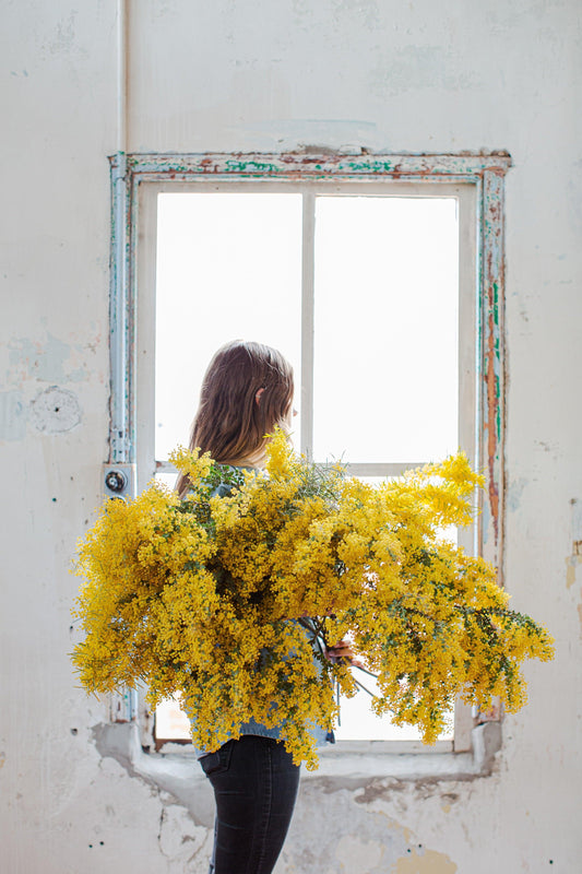 Person holding large bouquet of yellow mimosa flowers by rustic window indoors