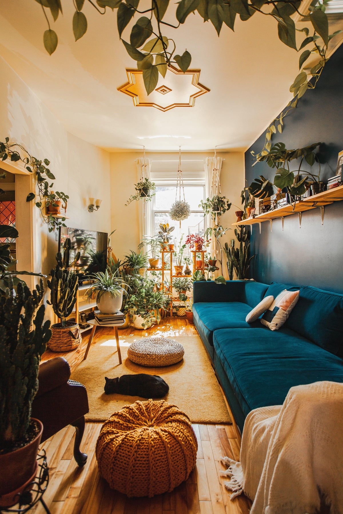 Sunlit living room with a blue sofa, houseplants, poufs, and wooden floors