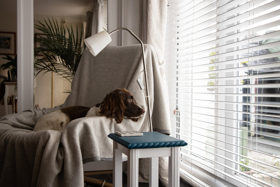 a dog lying on a chair