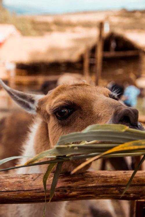 Close-up of llama eating grass behind wooden fence outdoors