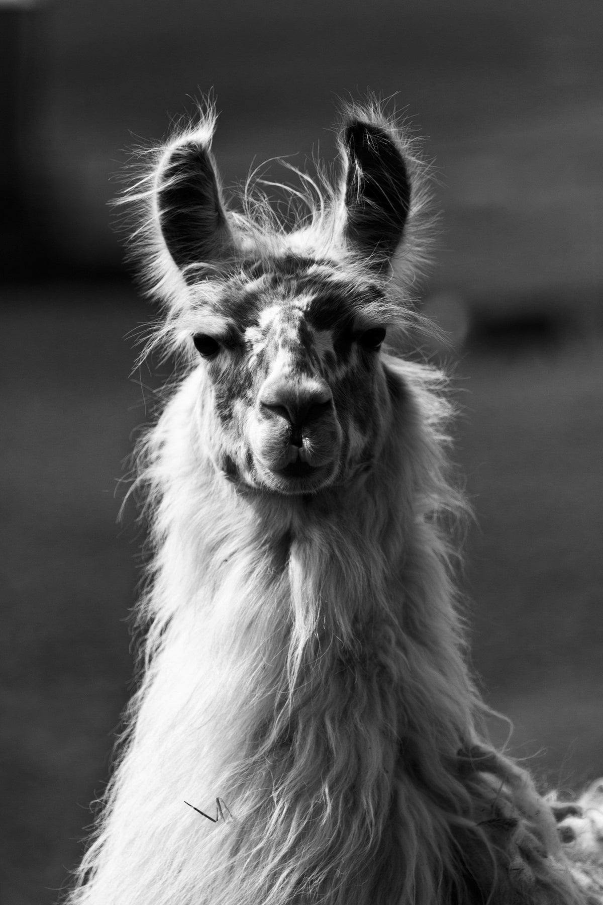 Black and white close-up of a llama with long fur in natural outdoor light.