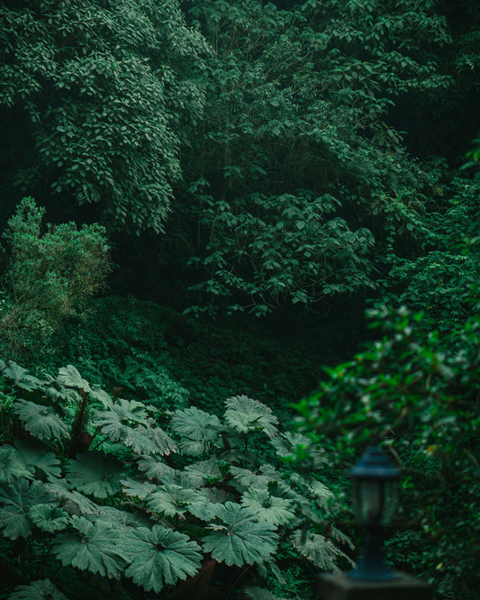 Lush green tropical foliage and large leafy plants in a serene outdoor garden setting