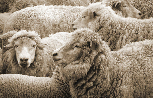 Close-up of woolly sheep in a group, showcasing thick natural fleece for bedding materials