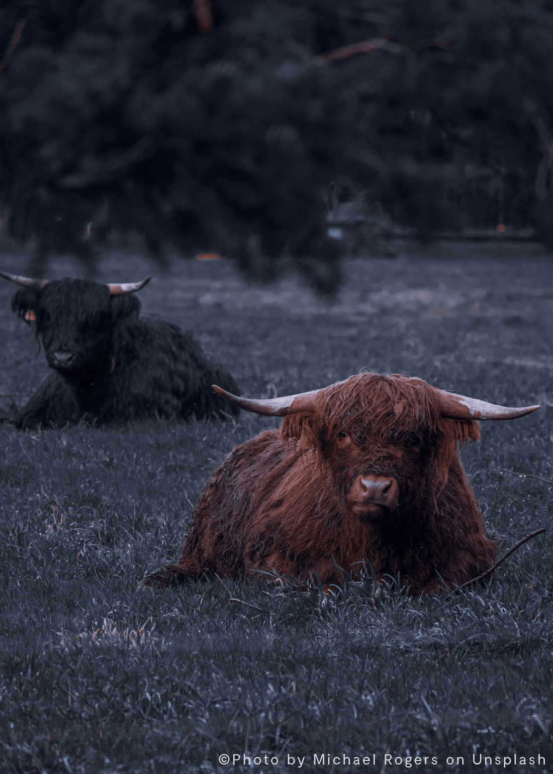 Two long-haired yaks with large curved horns resting on grassy field outdoors.