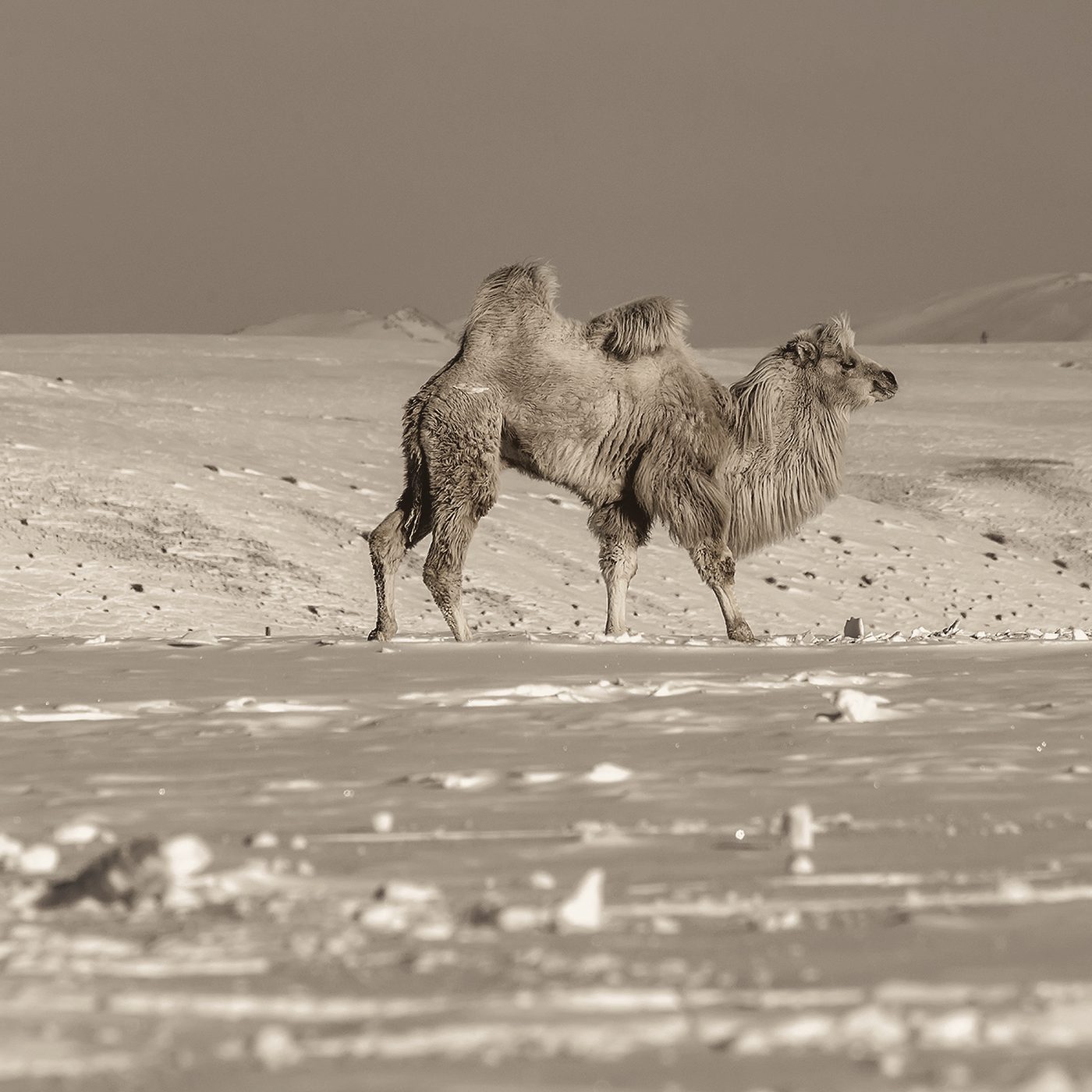 A Bactrian camel crossing the snow.