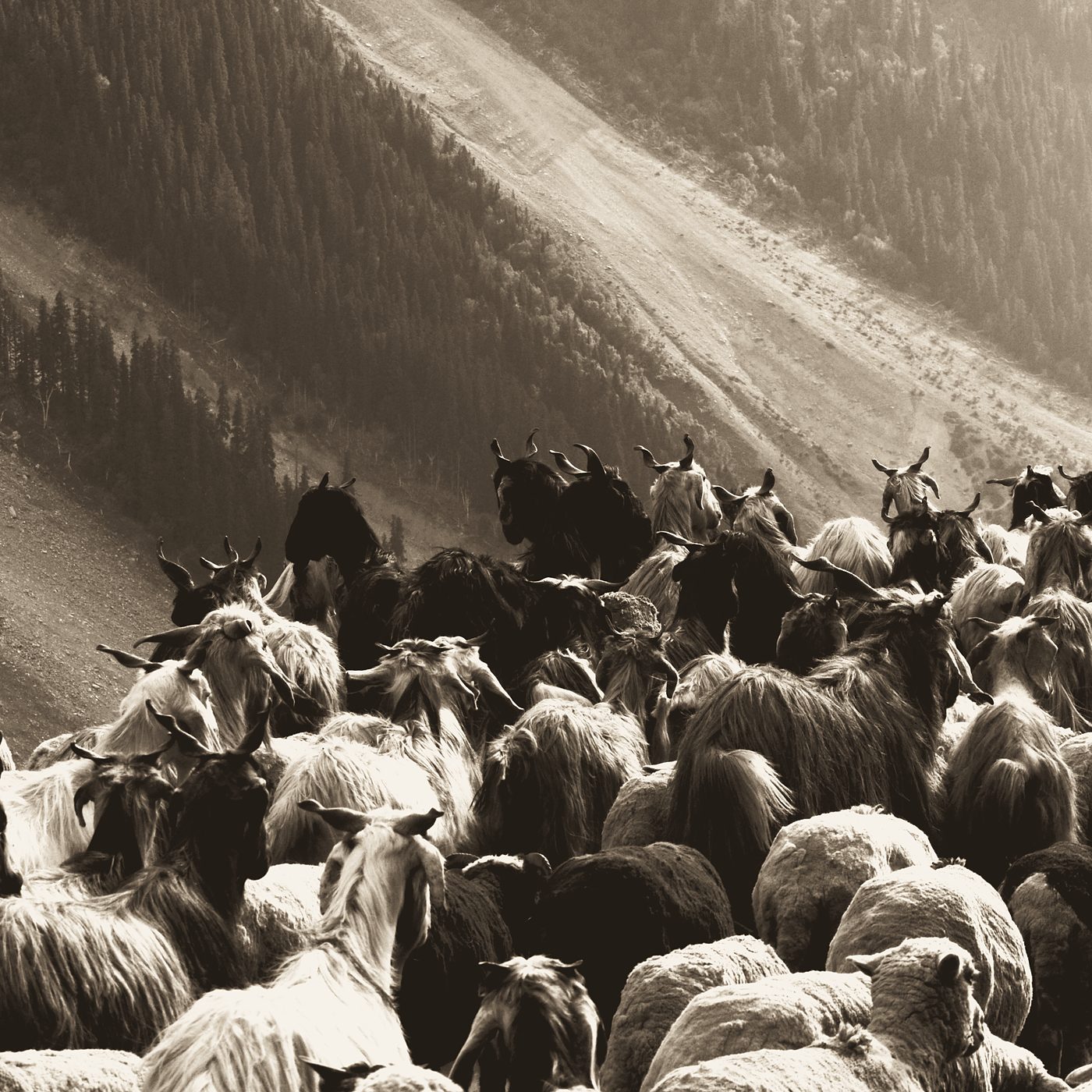 A herd of goats coming down a mountain valley.