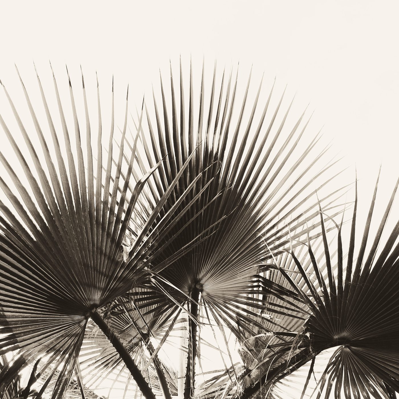 The fan-shaped leaves of a palm against the sky.