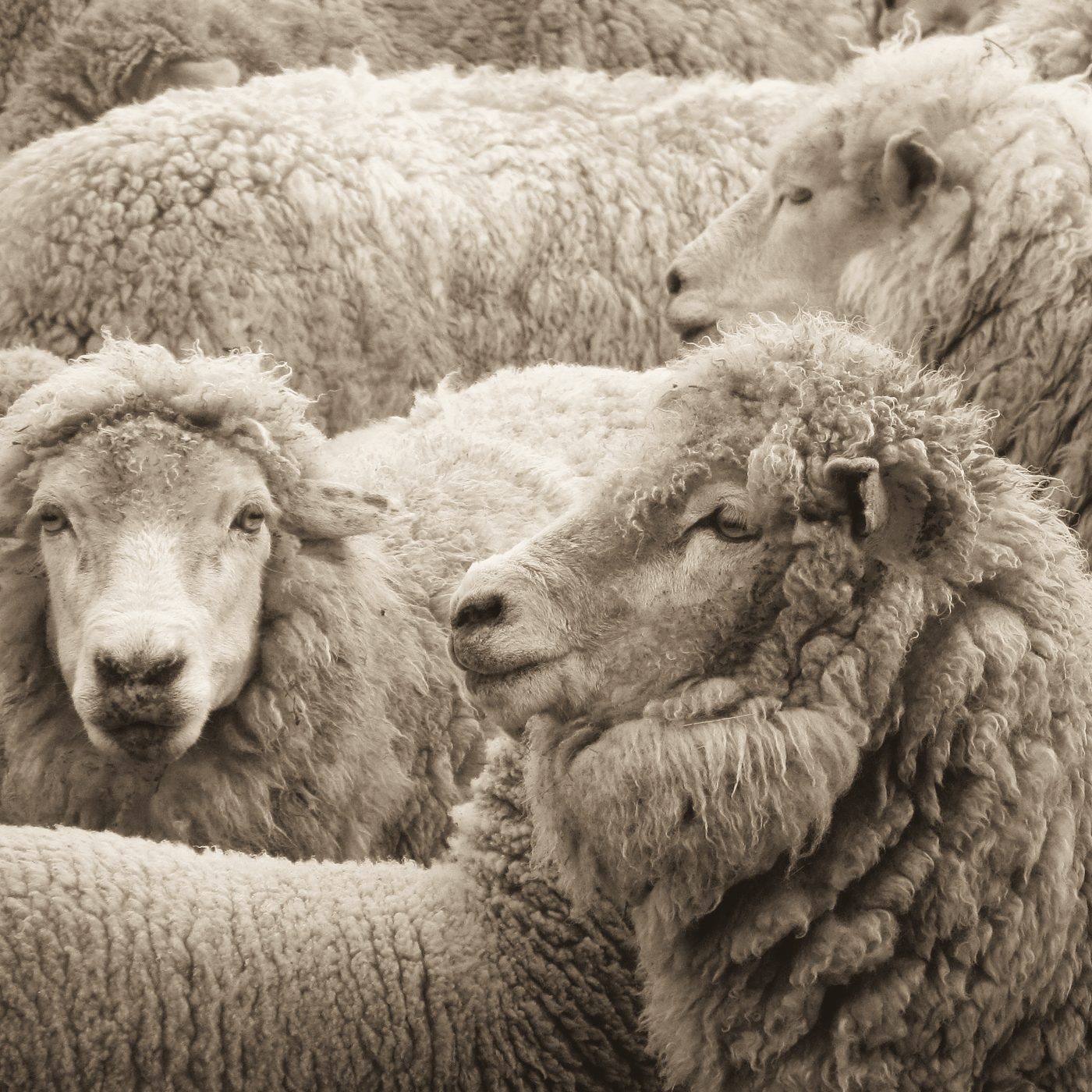 Sheep in full fleece, close together.